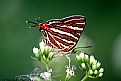 Silver Line Butterfly