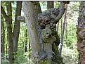 Picture Title - demon's tree