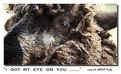 Picture Title - Eye on You