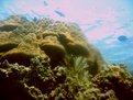 Picture Title - Underwater Mountain