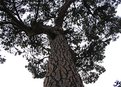 Picture Title - Albero - Pine tree.
