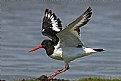 Picture Title - Oystercatcher