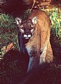 Picture Title - Cougar in Sunlight