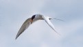 Picture Title - Tern