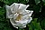 White rugosa