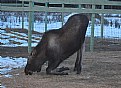 Picture Title - Moose Kneeling