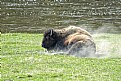 Picture Title - A powdering Bison in Yellowstone