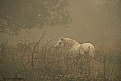 Picture Title - The horse in the fog.