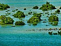 Picture Title - Mangrove Trees