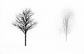 Picture Title - Two Bare Trees