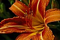 Picture Title - day lily at attention