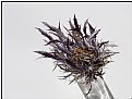 Picture Title - dry thistle