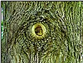 Picture Title - one-eyed tree