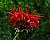 bee balm mama