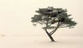 Pine in Snow