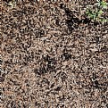 Picture Title - anthill