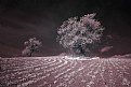 Two Almond Trees