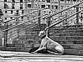 Picture Title - Greyhound Steps