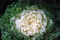 Picture Title - Winter Kale White
