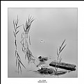 Picture Title - On a Pond