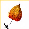 Picture Title - chinese lantern