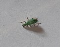 Picture Title - Green Weevil