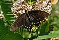 Picture Title - milkweed buffet