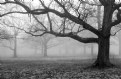 Picture Title - Burr Oaks 