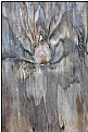 Picture Title - wood angel