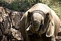 Picture Title - Drinking Elephant