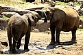 Picture Title - Fighting Elephants