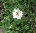 Picture Title - Nigella