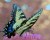 Glory of the Swallowtail