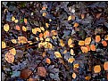 Picture Title - yellow leaves on brown