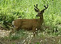 Picture Title - Muley Buck