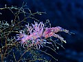 Picture Title - flabellina