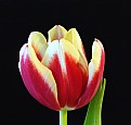 Picture Title - Tulip