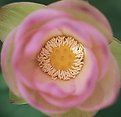 Picture Title - Artsy Lotus Blossom