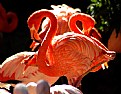 Picture Title - Flamingos At The Zoo