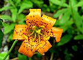 Picture Title - Tiger Lilly