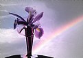 Picture Title - Iris with Rainbow