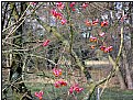 Picture Title - red berries