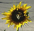 Picture Title - Swallowtail Sunflower