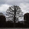 Picture Title - a tree
