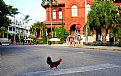 Picture Title - Key West Rooster Crossing the Road 