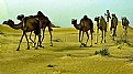 Picture Title - Wild Life & Desert