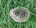 Picture Title - Paper Wasp Nest