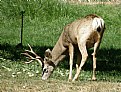 Picture Title - Mule Deer Buck
