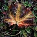 Picture Title - fall leaf