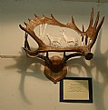 Picture Title - Carved Moose Antler